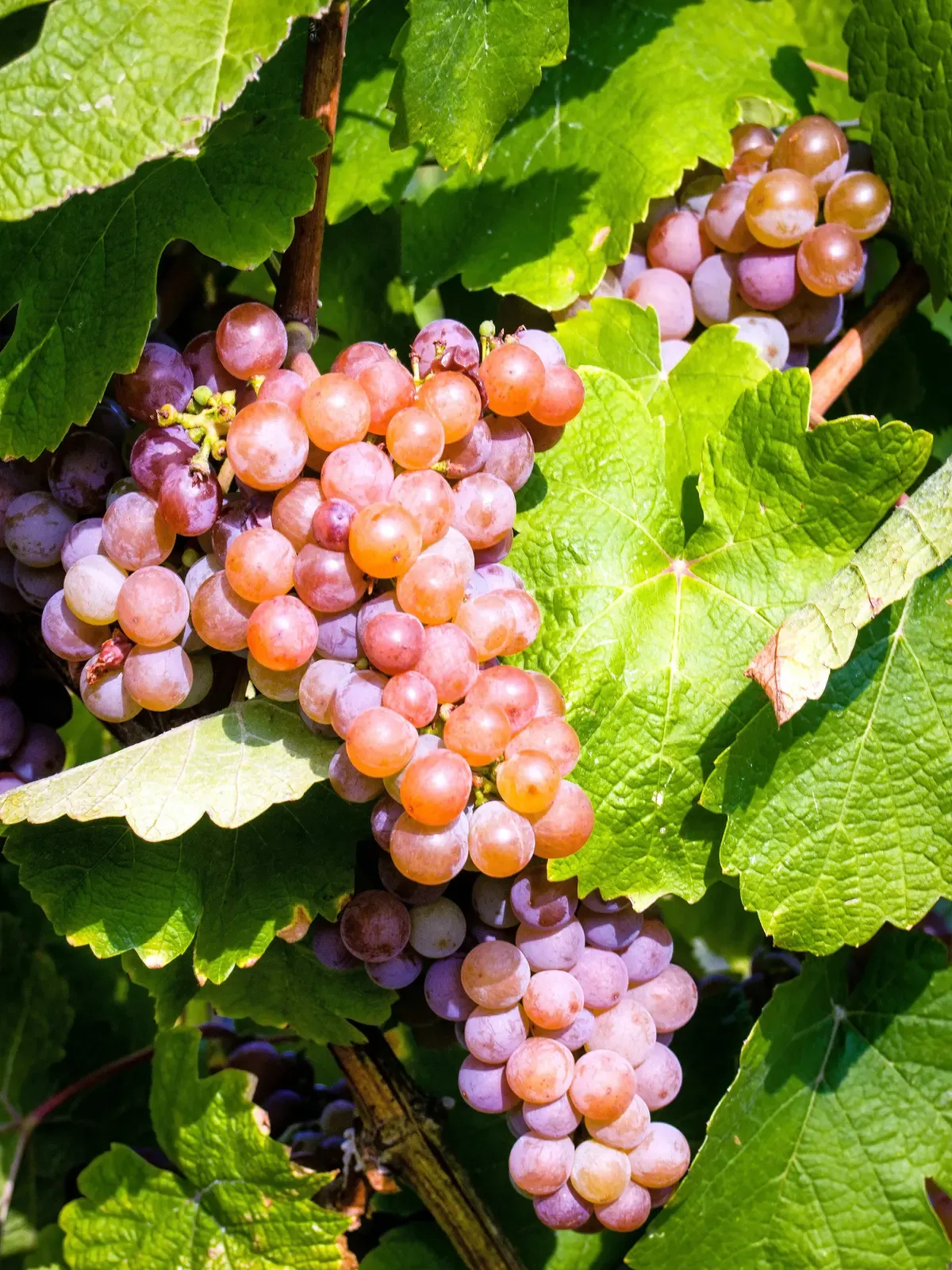 Pink Gewürztraminer grapes on the vine in Alsace