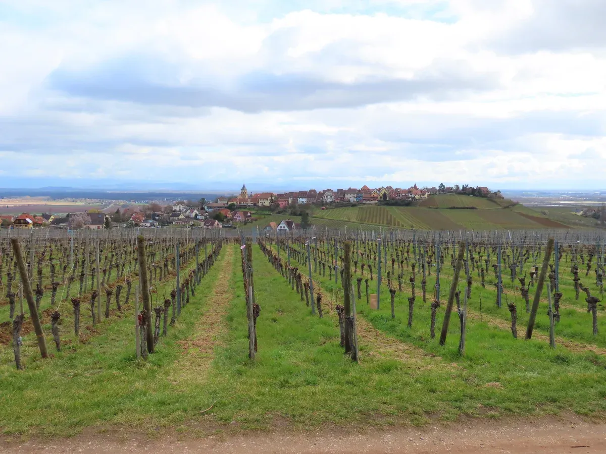 Vineyard rows near Mittelwihr with the village on the hill beyond