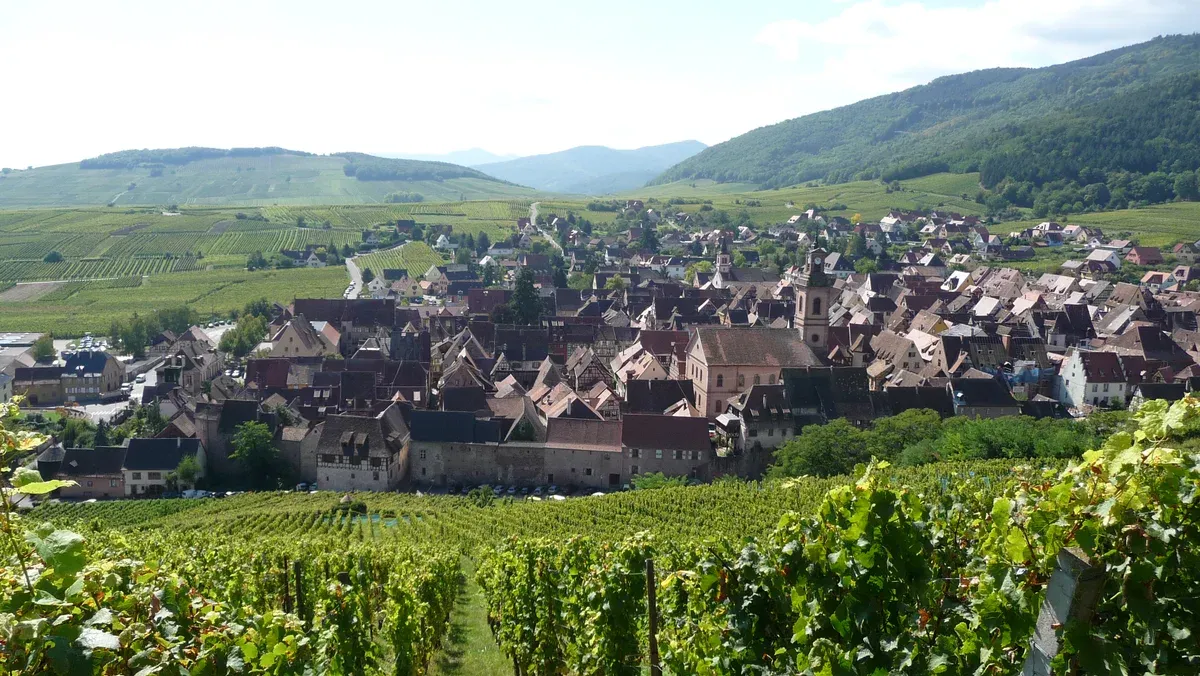 Riquewihr village among vineyards seen from the slope above
