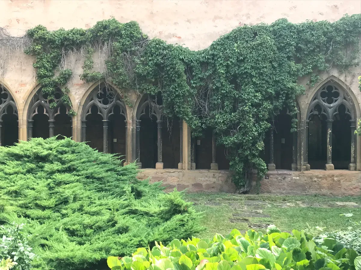 Gothic arcade of the Unterlinden cloister covered in ivy